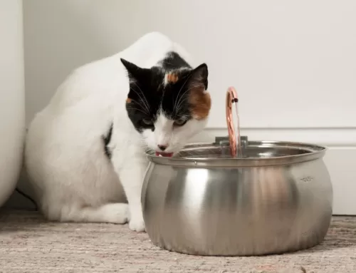 The 5-Minute Sunday Routine to Keep Your Pet’s Water Tasting Crisp