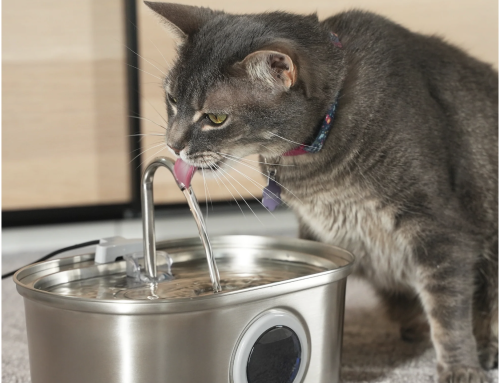How to Introduce Your Skittish Cat to a New Water Fountain