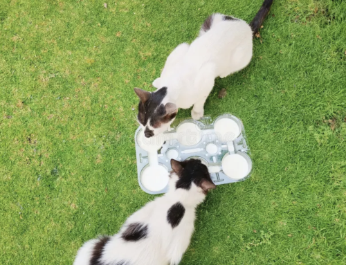 Preventing “Resource Guarding” at the Water Bowl