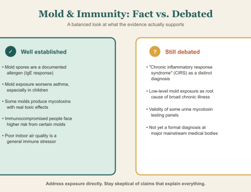 Mold Exposure and Your Immune System: Separating Fact from Fear